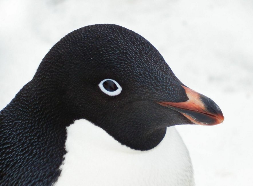 close up of Adelie penguin
