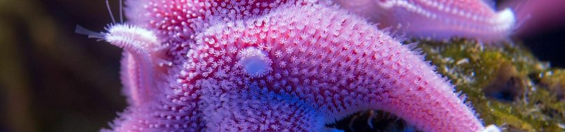 Antarctic cushion sea star