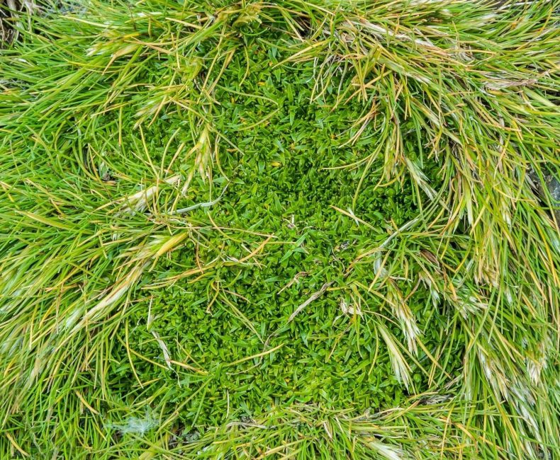 Antarctic hairgrass