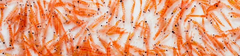 Antarctic krill