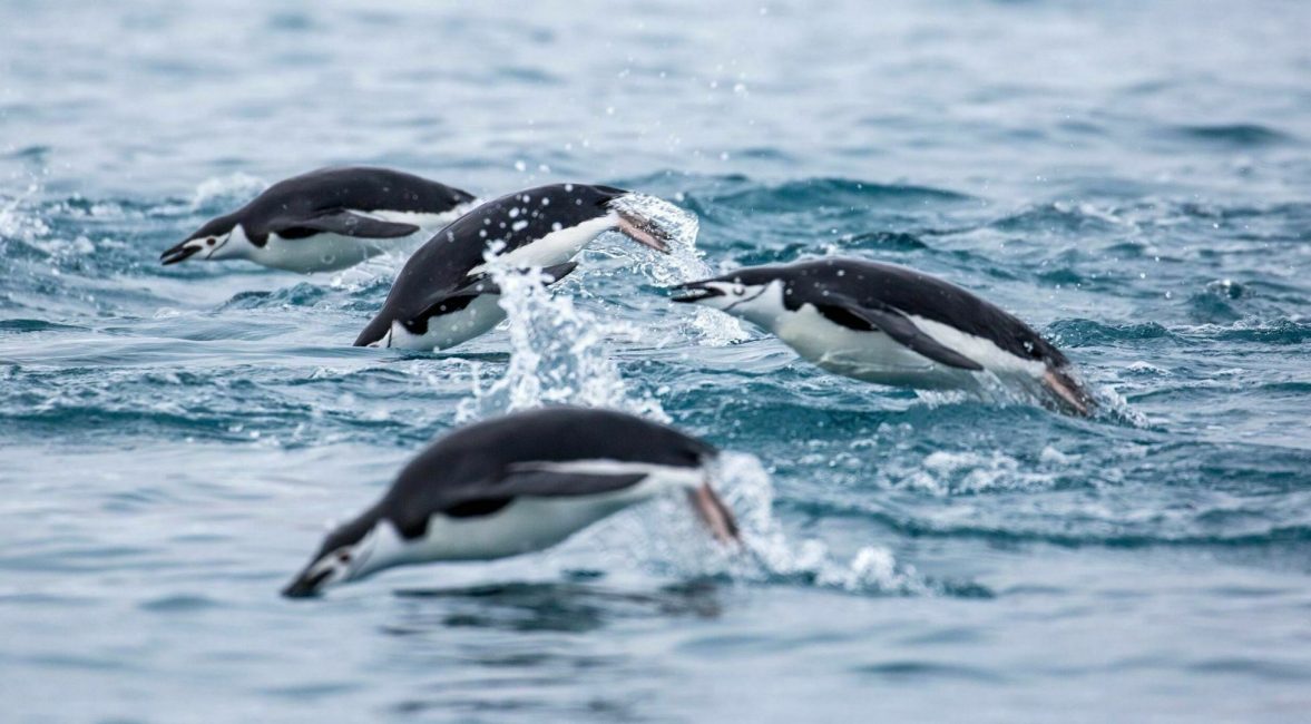 Chinstrap penguins porpoising.