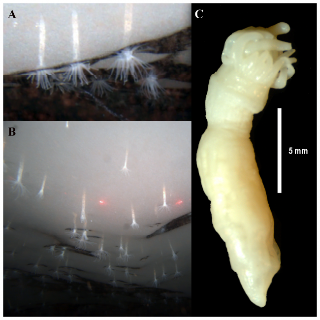 Edwardsiella andrillae, Sea Anemone