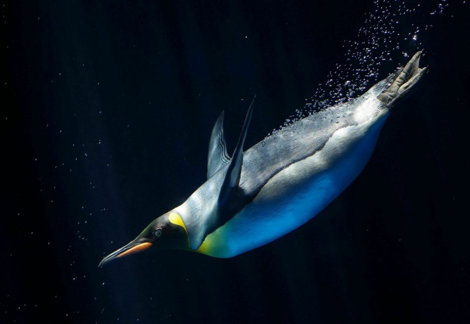 Emperor penguin diving