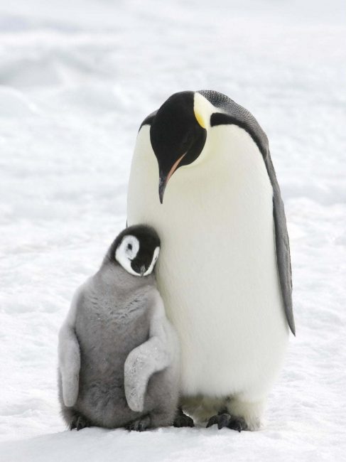 Emperor penguin and chick