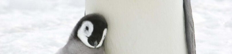 Emperor penguin and chick
