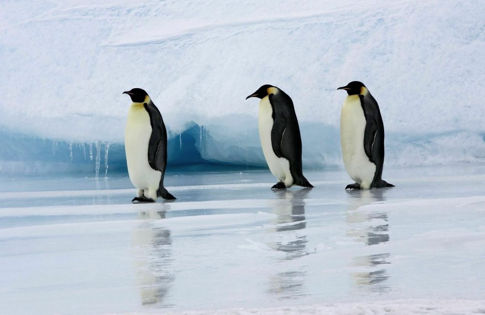 Emperor penguins