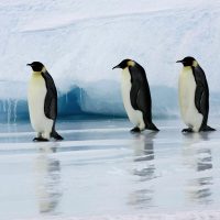 Emperor penguins