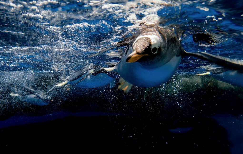 gentoo underwater