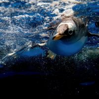 gentoo underwater