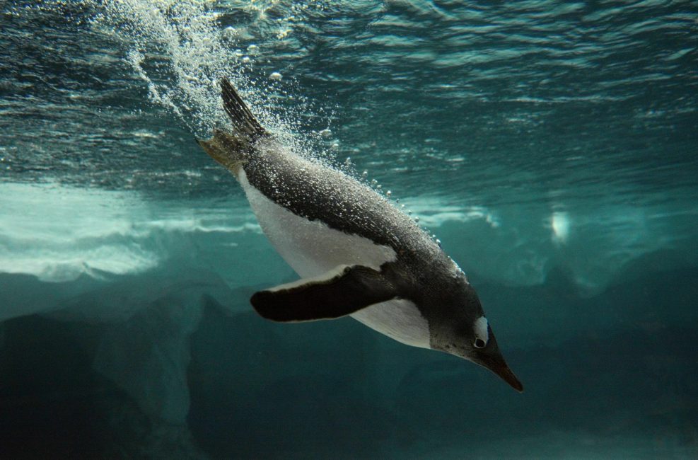 Gentoo underwater