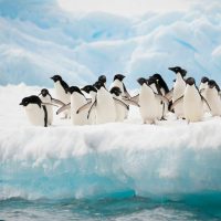 Adelie on ice