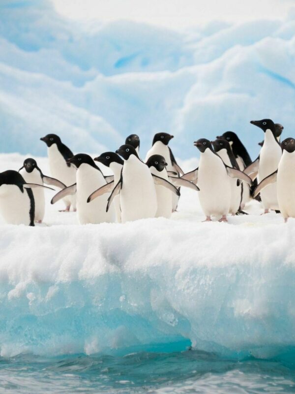 Adelie on ice
