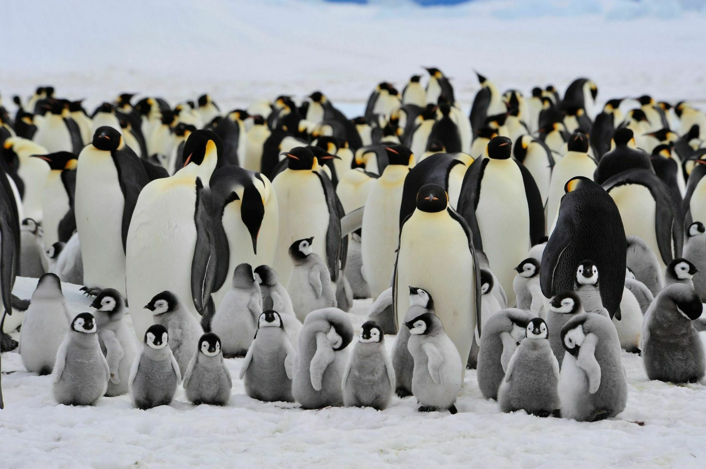 Emperor Penguins