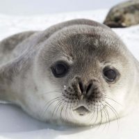 Weddell seal pup