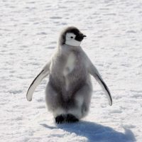 Emperor penguin chick