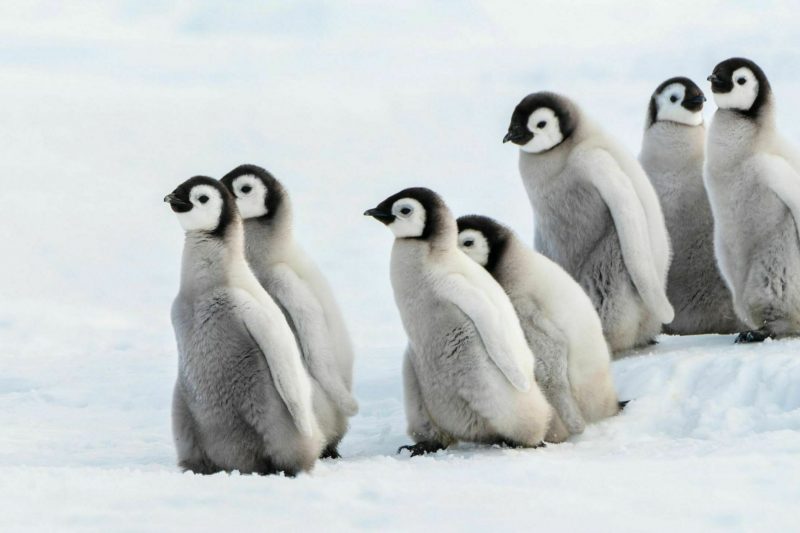emperor penguin chicks