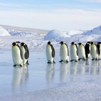 Emperor penguins