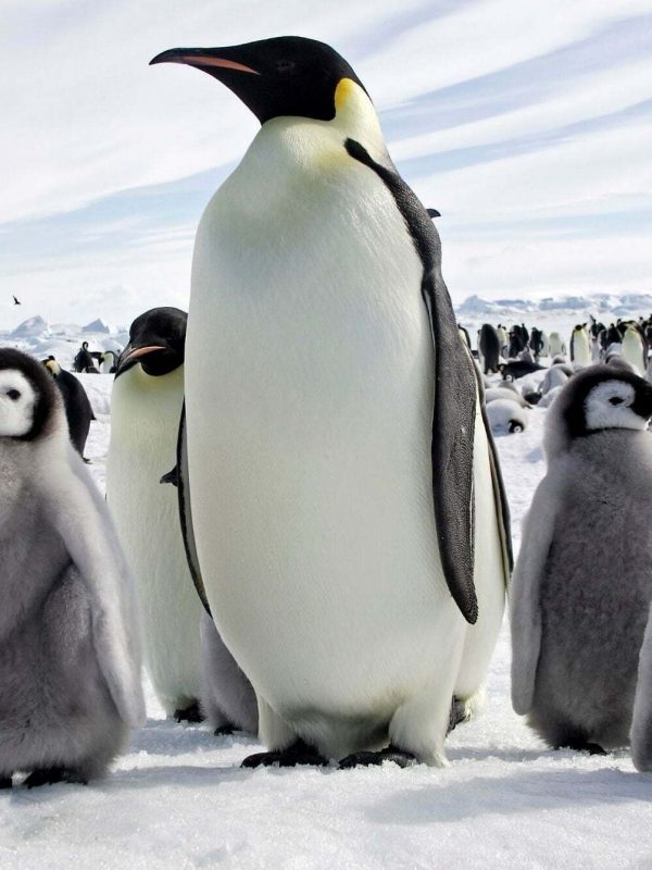 Emperor penguin and chicks