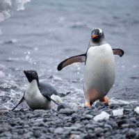 Adelie penguins