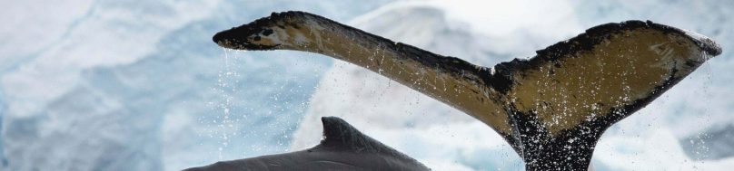 Humpback