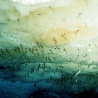 Krill under ice by Uwe Kils