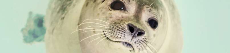 weddell seal underwater