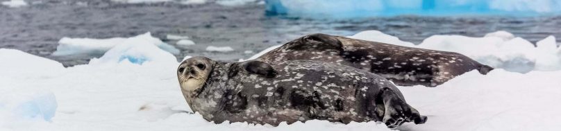 Weddell seals on iceberg
