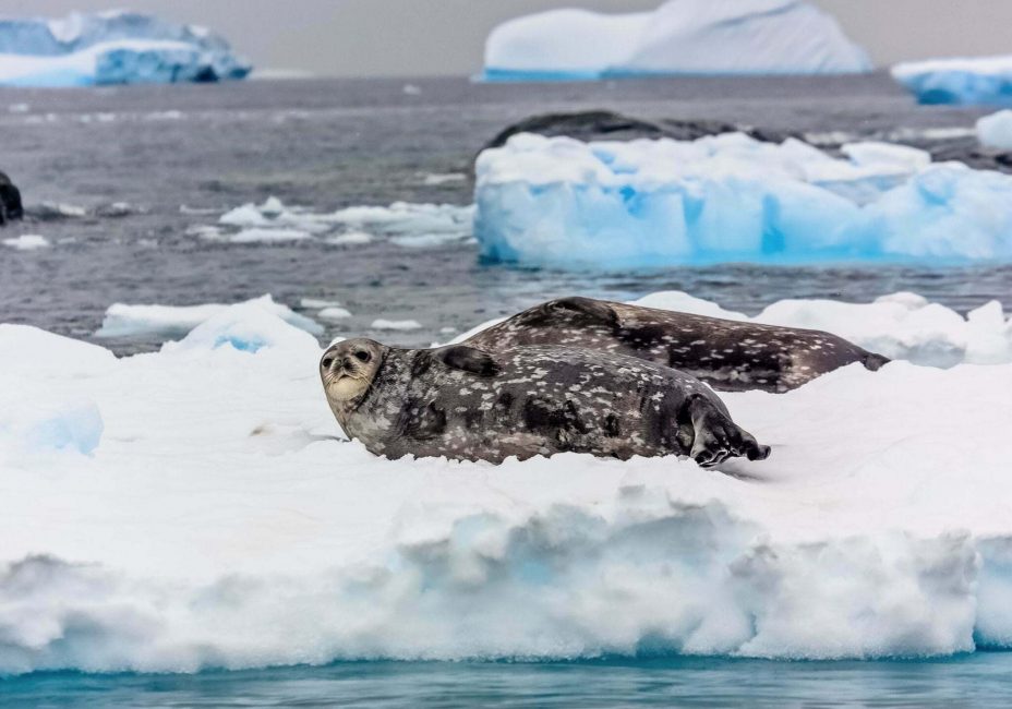 Weddell seals on iceberg