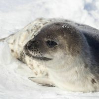 Weddell seal pup