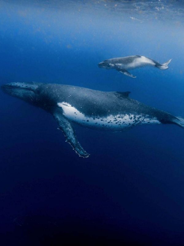 Whale and mother