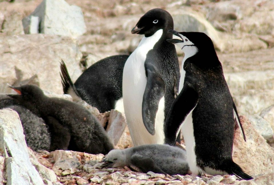 adelie and chinstrap penguins