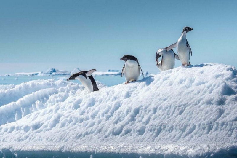 Adelies jumping off iceberg