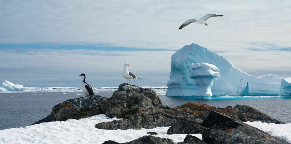 antarctic birds
