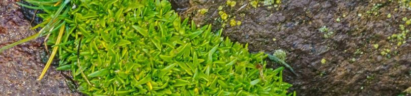 antarctic hairgrass and pearlwort