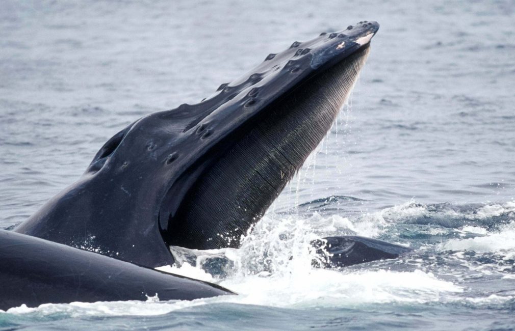 baleen whale