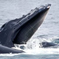 baleen whale