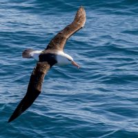 black-browed albatross in flight