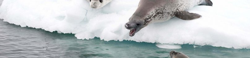 crabeater seals