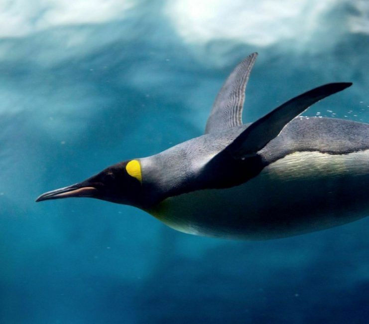 Emperor penguin underwater