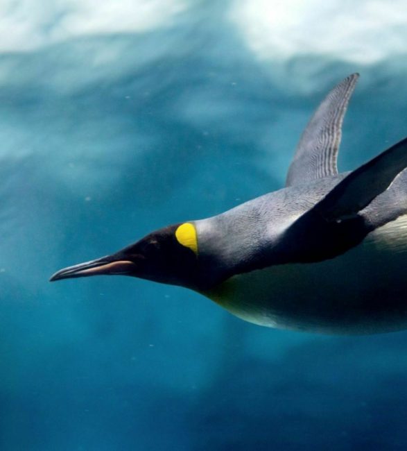 Emperor penguin underwater