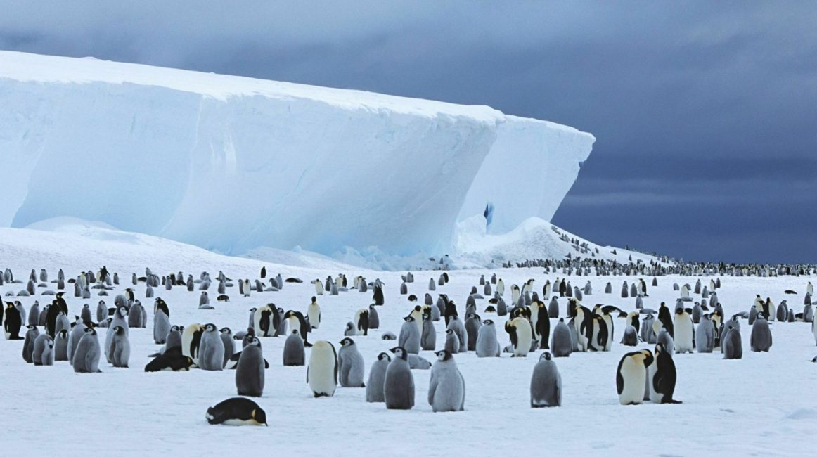 emperor penguin colony
