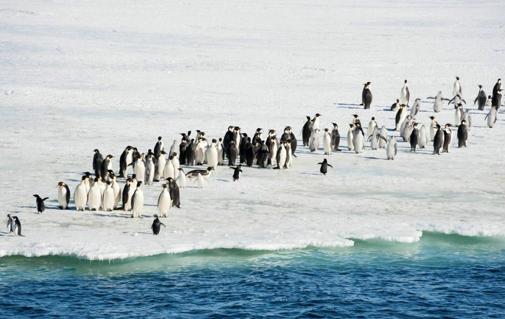 emperor penguins on sea ice
