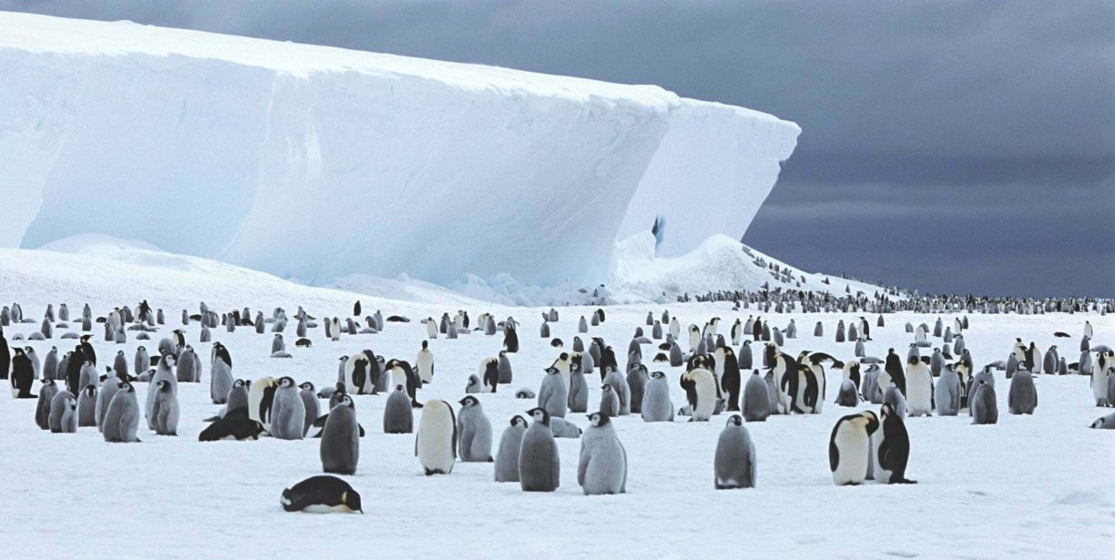 Emperor penguin colony on sea ice