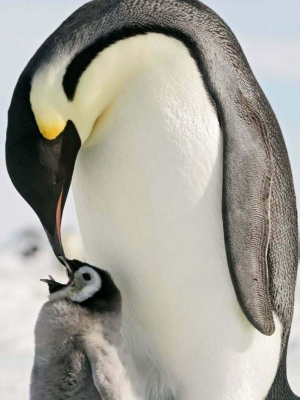 Emperor penguin and chick