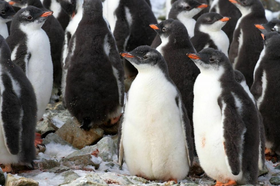gentoo creche