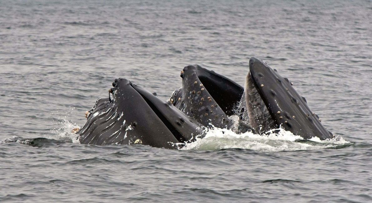 Humpbacks feeding