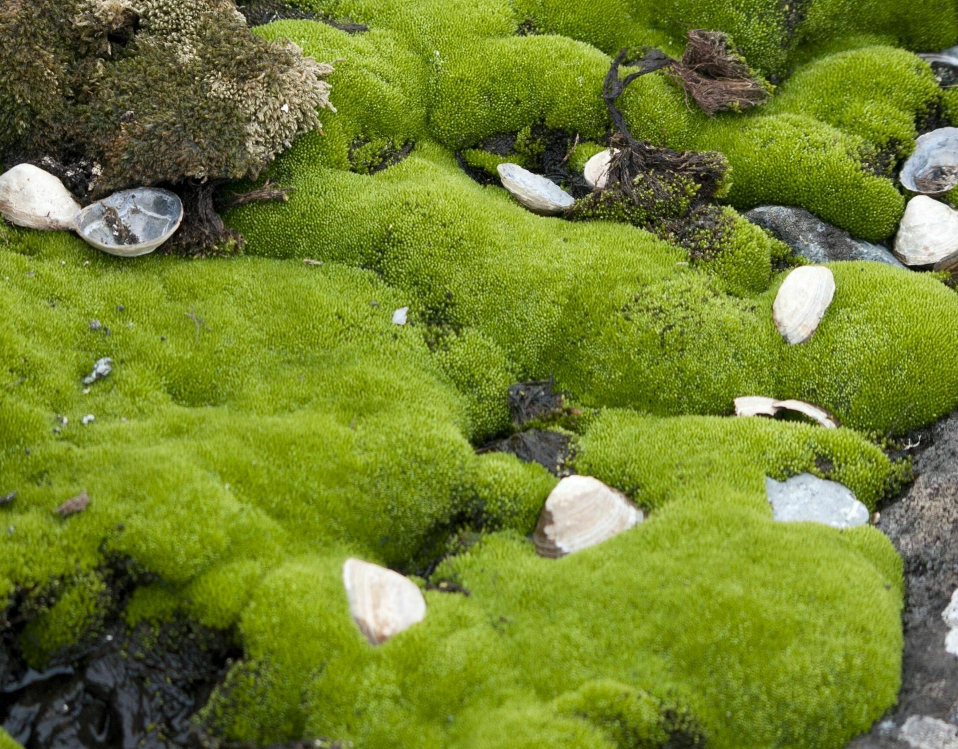 Antarctic moss bed