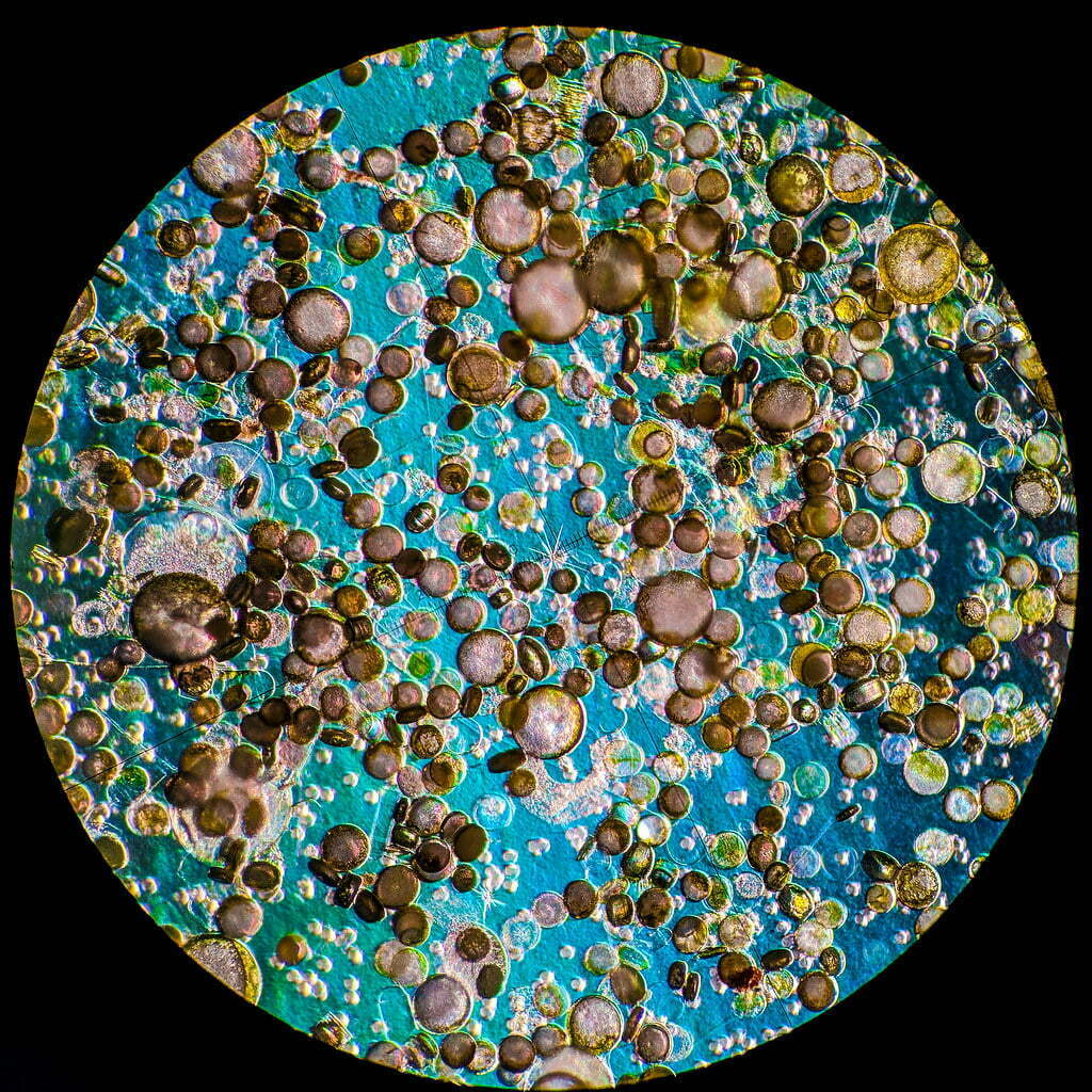 sea ice under microscope