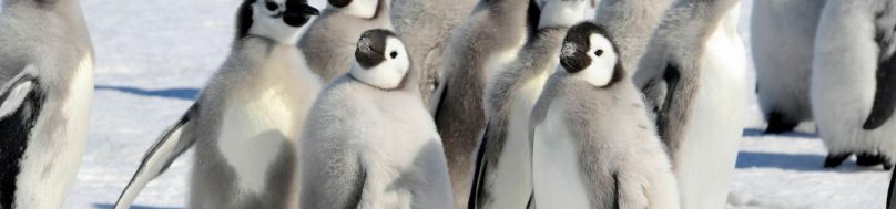 penguin chicks