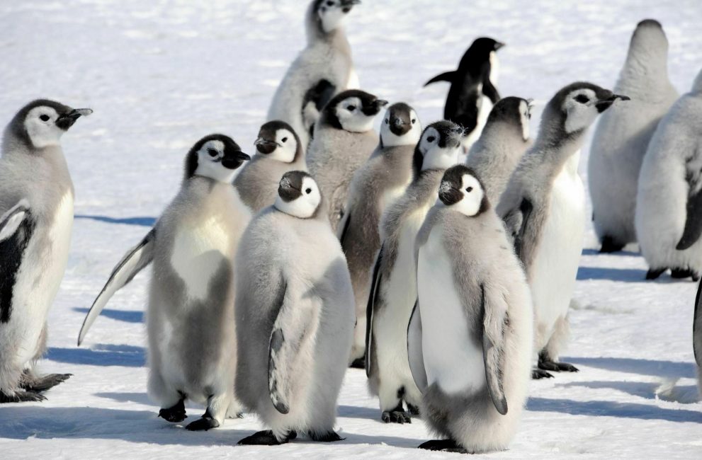 penguin chicks
